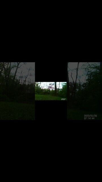 Jack's Trail Camera -- Episode 51 #shorts