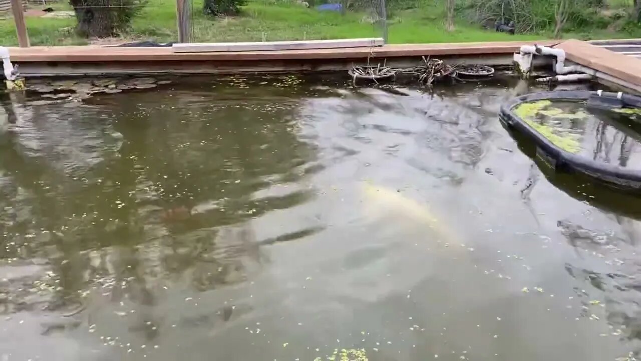 Catfish and Koi Evening Feeding