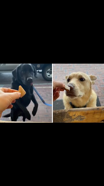 Café Worker Has A Treat For Every Dog Passing By