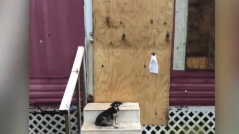 Many owners of animals abandoned during Hurricane Irma will not face charges