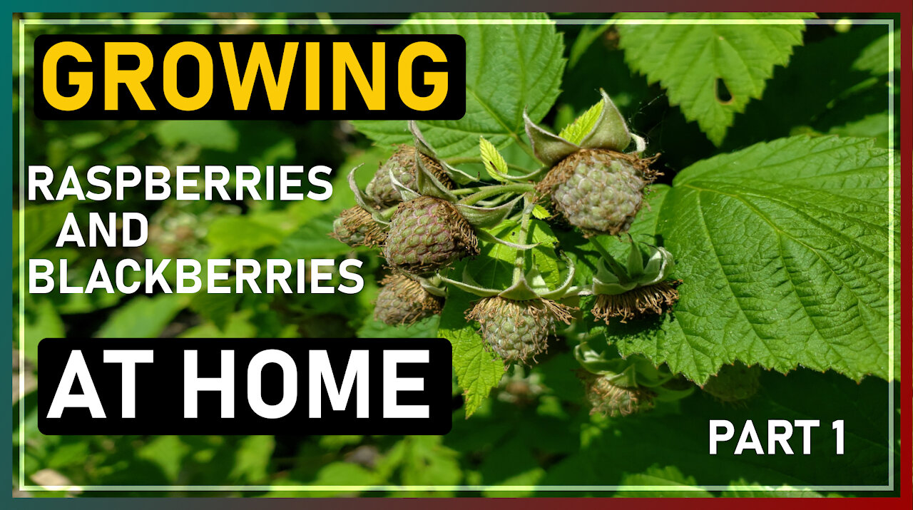 Raspberries at Home (Part 1)