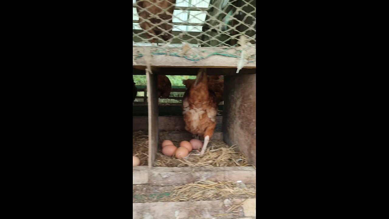 Morning routine #farmlife #egg #harvest