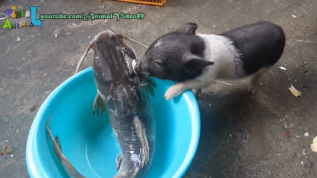 Piglet try eat a big fish