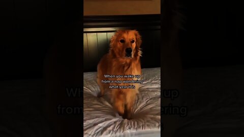 He is și confused🐶😂❤️🥺