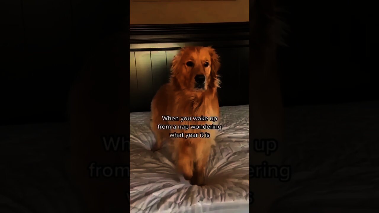 He is și confused🐶😂❤️🥺