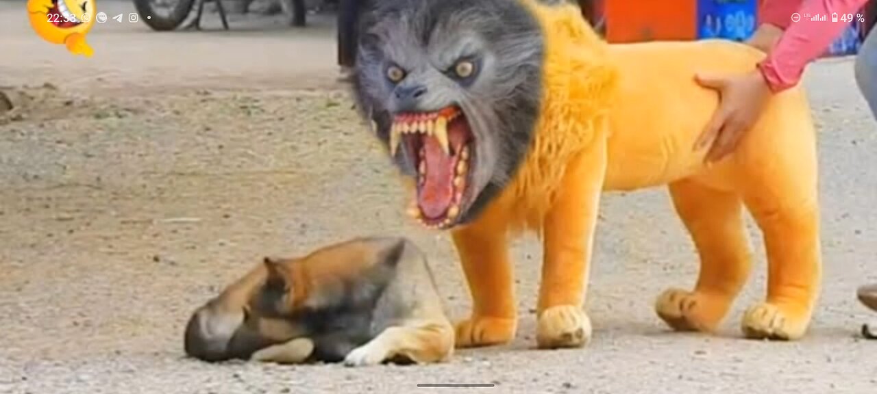 Troll Prank Dog Funny & fake Lion and Fake Tiger Prank To dog & Huge Box Prank to dog