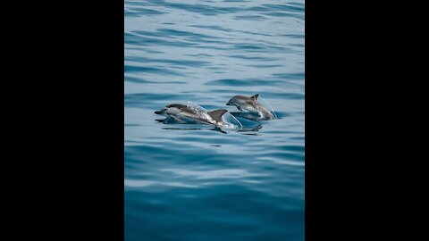 LOOKING FOR A BEST DOLPHIN SHOW VIDEOS 🐬🐬🐬