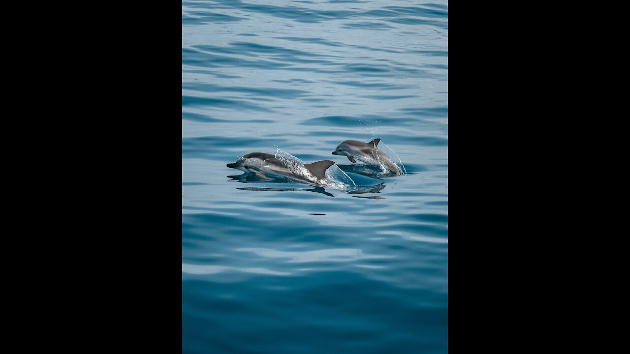 LOOKING FOR A BEST DOLPHIN SHOW VIDEOS 🐬🐬🐬