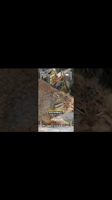 Pallas's Cat - the Most Grumpiest Wildcat in the World