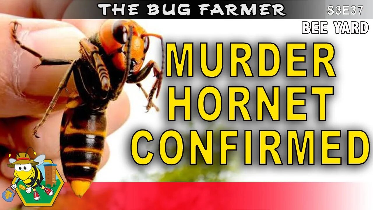 MURDER HORNETS CONFIRMED - Full nest found. Should we be afraid? #beekeeping #murderhornet #insects