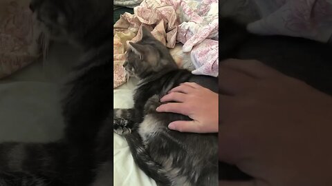 Kitty cat