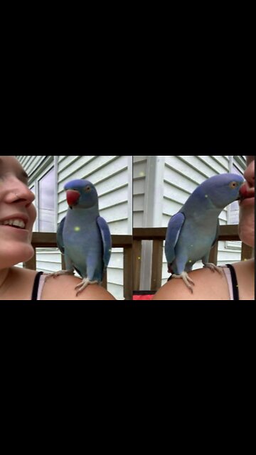 The bird is talking to me sweetly