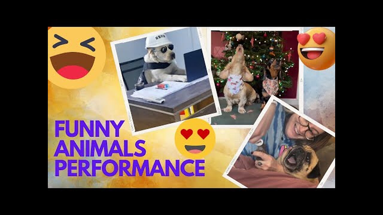 Funny videos, funny animals Hub, funny cats and dogs reactions, 🐕😄😆🤣😂, performance 🤣funny 🐕😄