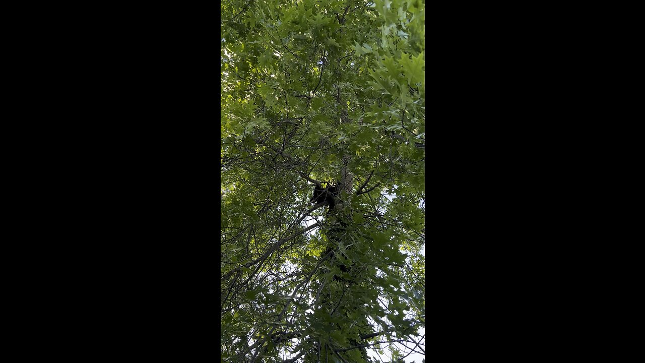 Black Bear up neighbours Oak tree