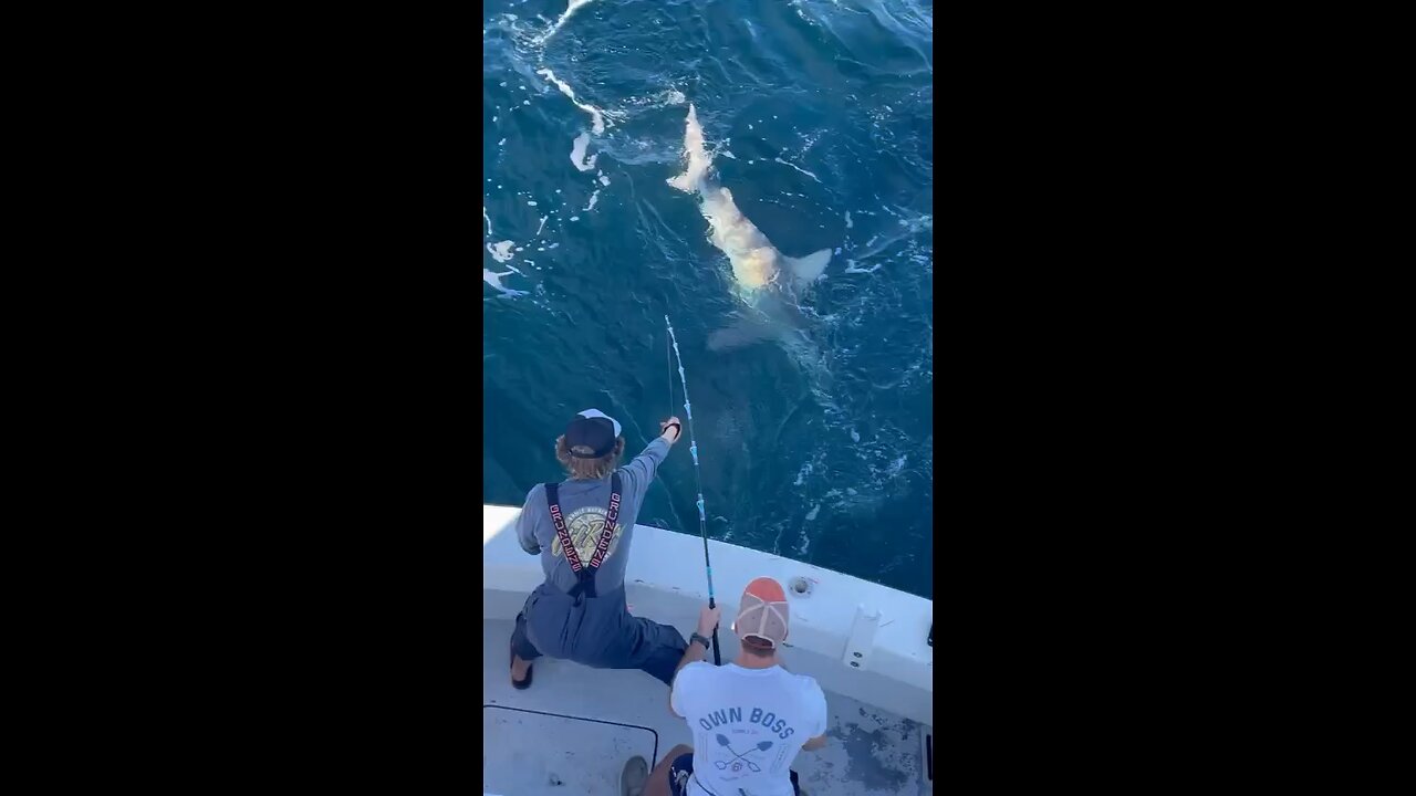 Shark wrestling in the #OldRow shirt