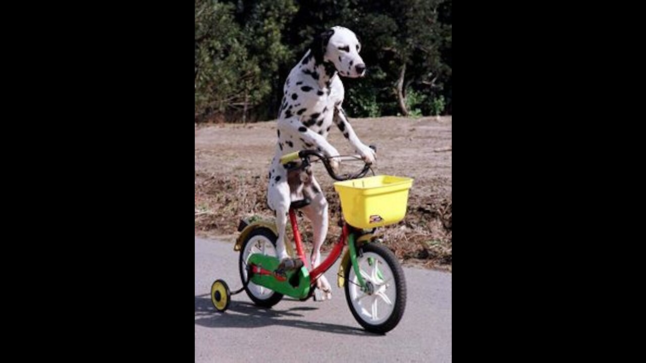Funny Animal Ride