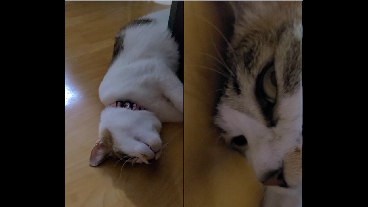 Annoyed cat is lying on the floor