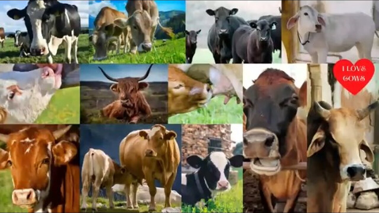 REAL COW VIDEOS REAL COW SOUNDS | Cow Video | Animals | Viral | Cute Cow