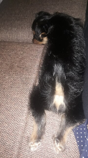 Take the collar off me))