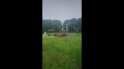 Rainy day cows and calves.