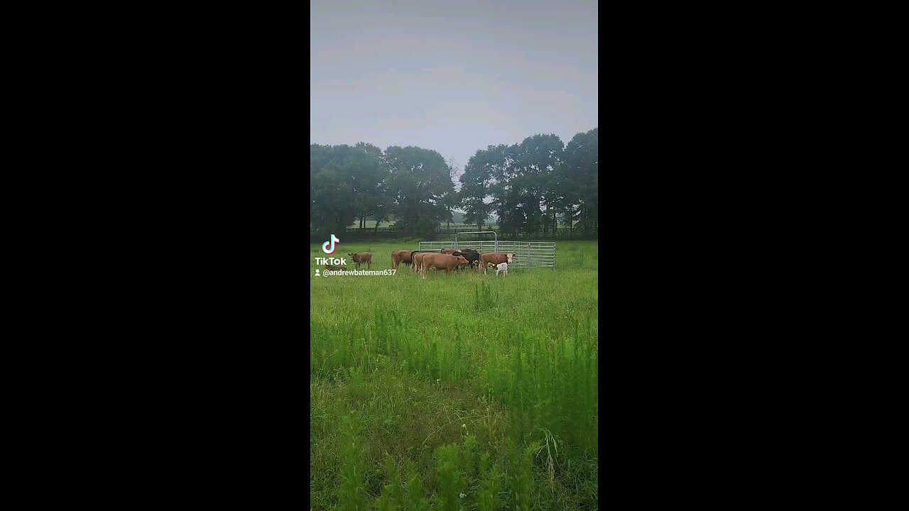 Rainy day cows and calves.