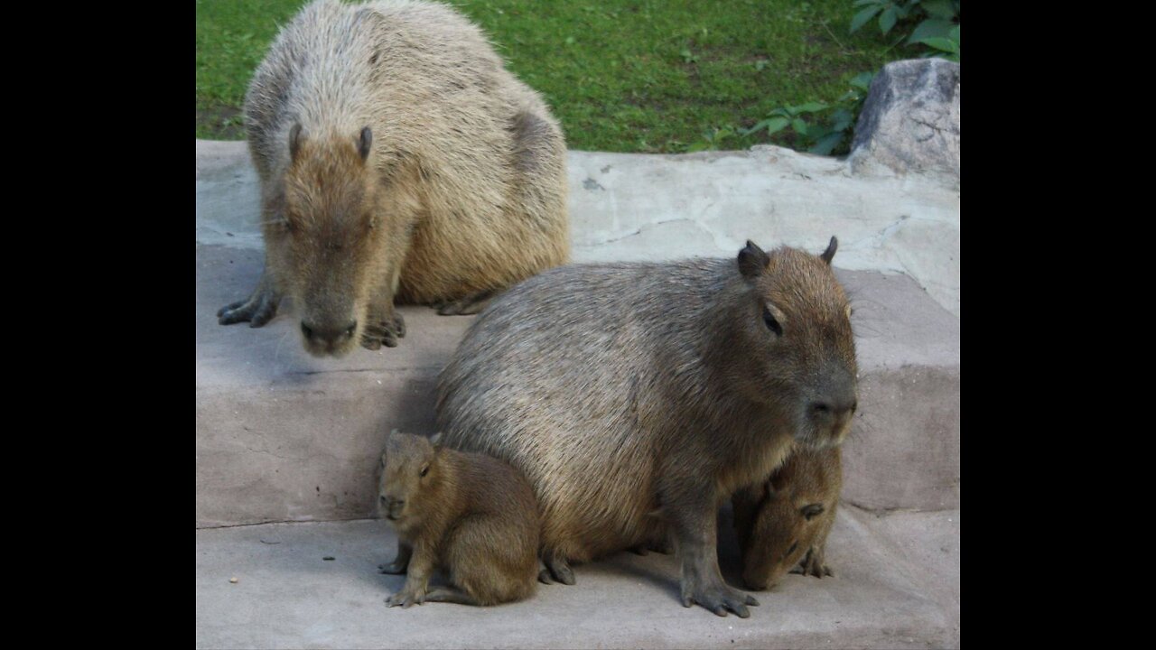 Capybara parent photobombing kids video