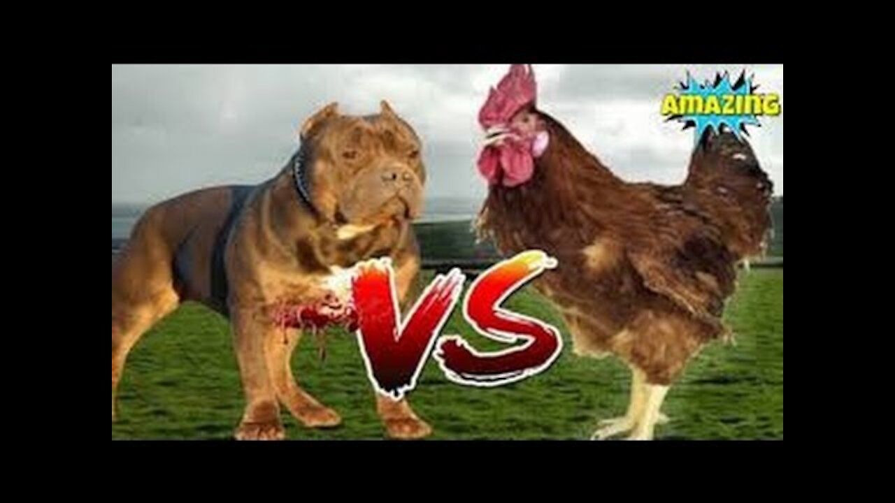 Dog vs chicken fight -very funny