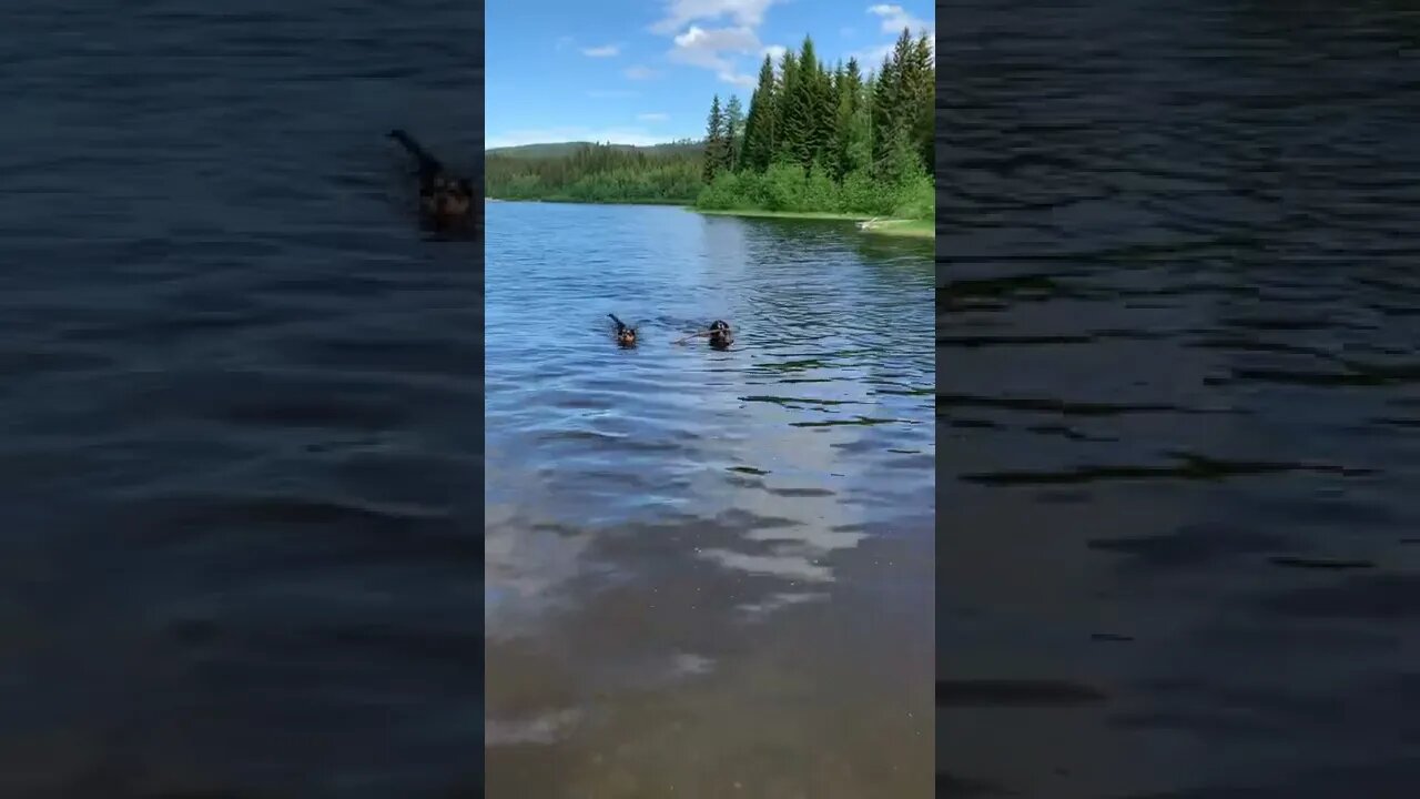 Border collie and Rottweiler/Husky mix compete for stick in water