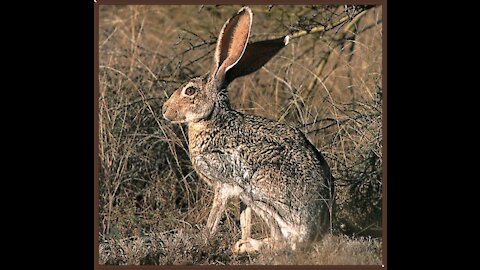 Wild rabbit