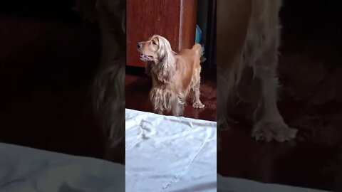 golden dog , shorts