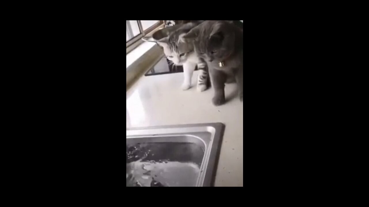 Try To Not Laugh Pets Funny Movements 2021