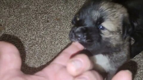 27 day old Noble Bear males. Caucasian Ovcharka, Tibetan Mastiff & Akita