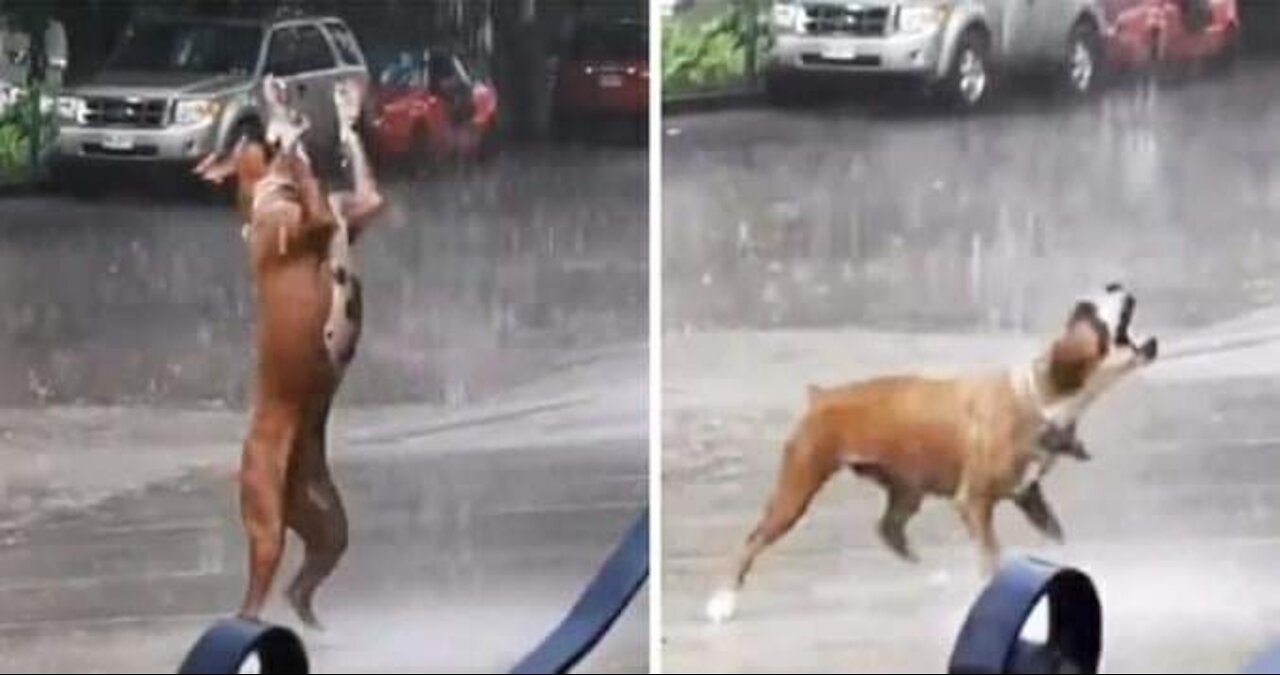 Cão viraliza brincando na chuva e nos lembra de apreciar as coisas simples da vida!