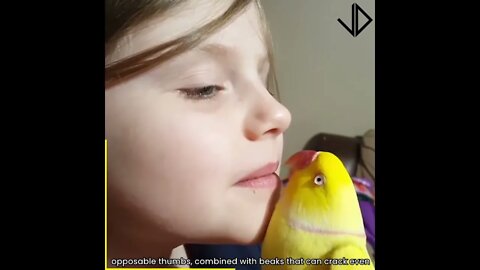 Funny Parrots Videos 😂