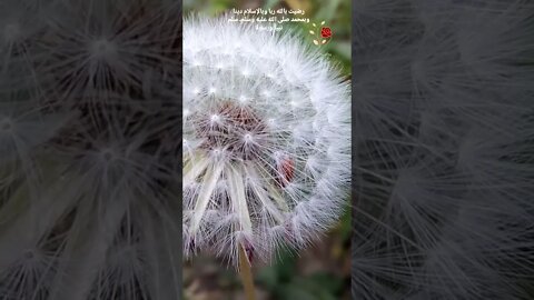 SUBHAN ALLAH 💝 Beauty in the Garden|Nature