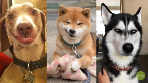 CuteDog funny videos