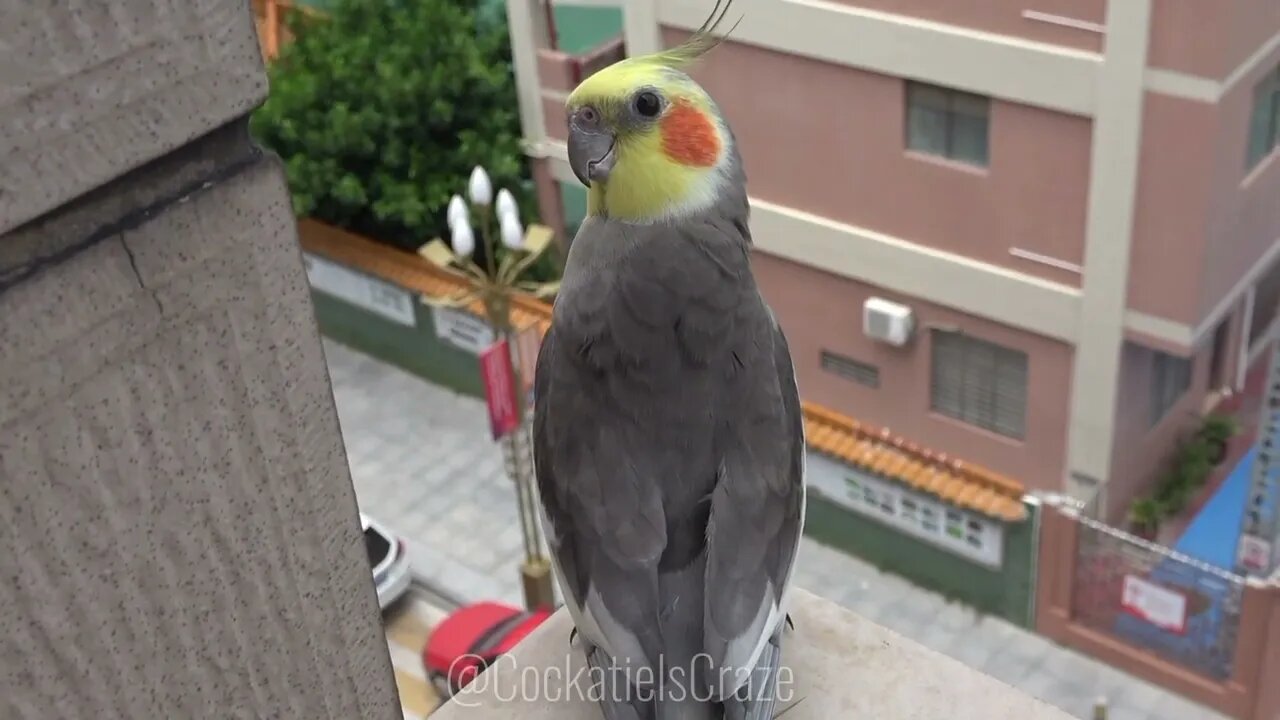 Mesmerizing Cockatiels Serenade | Cute Singing Cockatiel