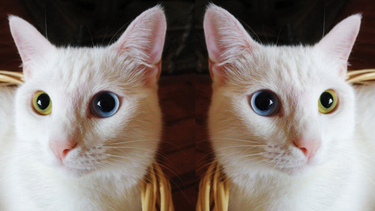 cat video#cat #catfancy#cutecat#nicecat