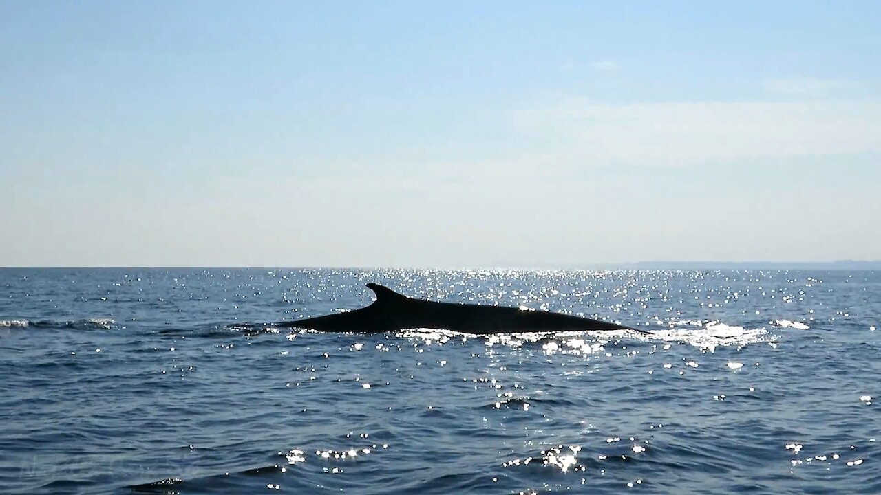 Research boat has extremely close encounter with fin whale