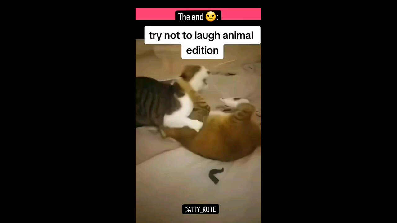 try not to laugh 😂