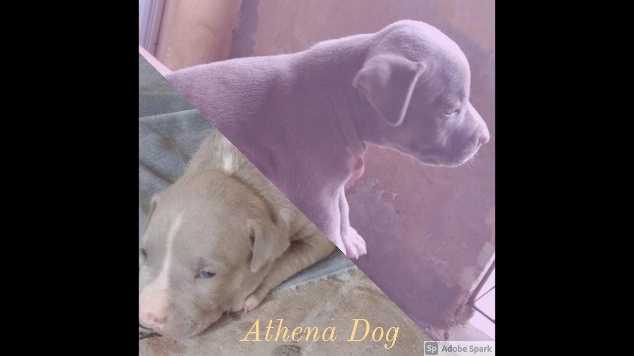 ATHENA DOG