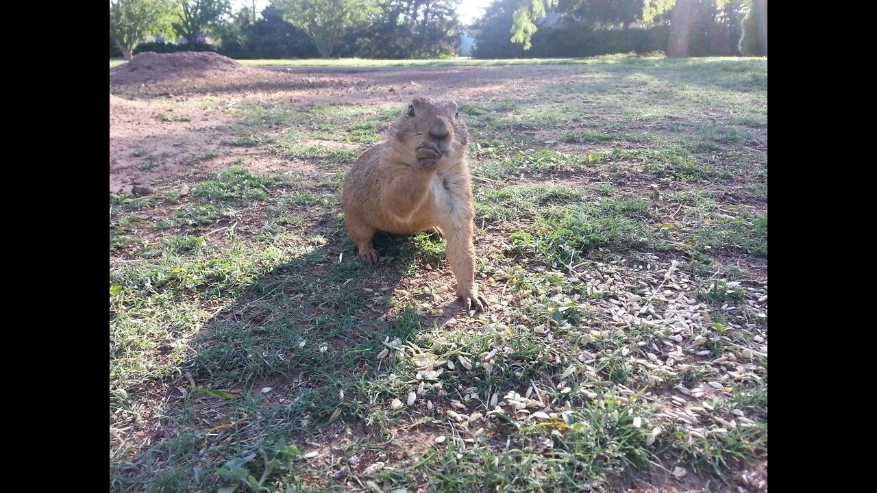 Prairie Dogs Under Attack by City of Wichita Falls Again