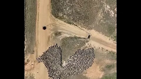 Air view of animals being herded