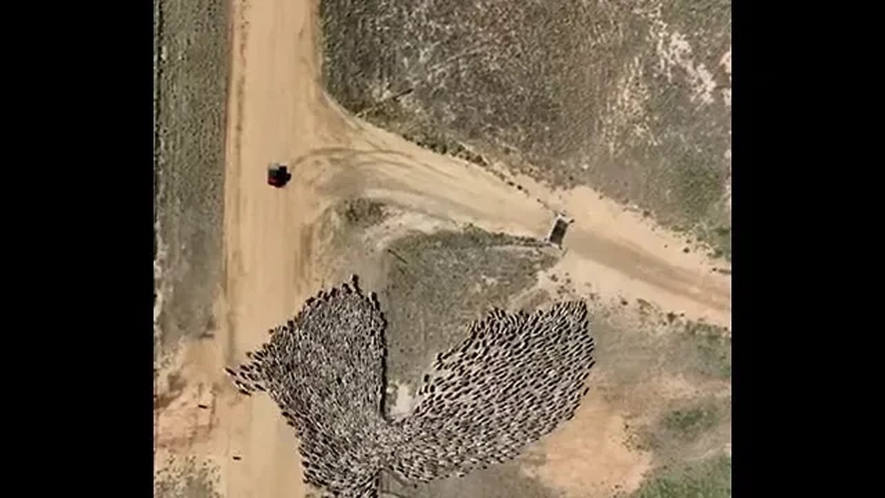 Air view of animals being herded