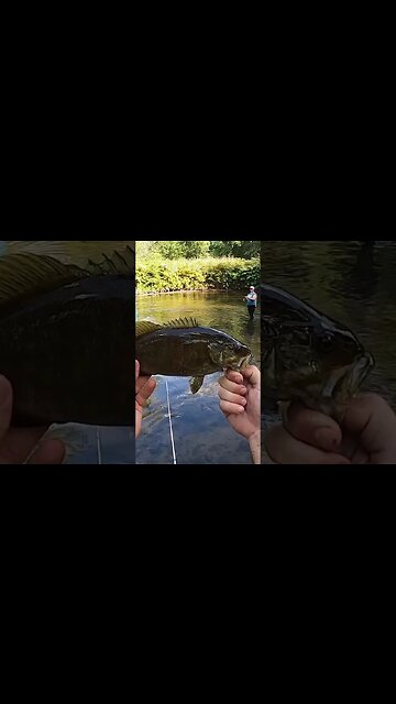 Catching smallmouth bass on topwater!