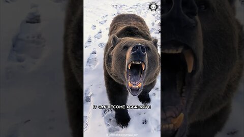 Brown Bear 🐻 The Ferocious Side of These Furry Giants!