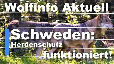 Wolfinfo Aktuell 107 ( Schweden: Herdenschutz fuktioniert ! )