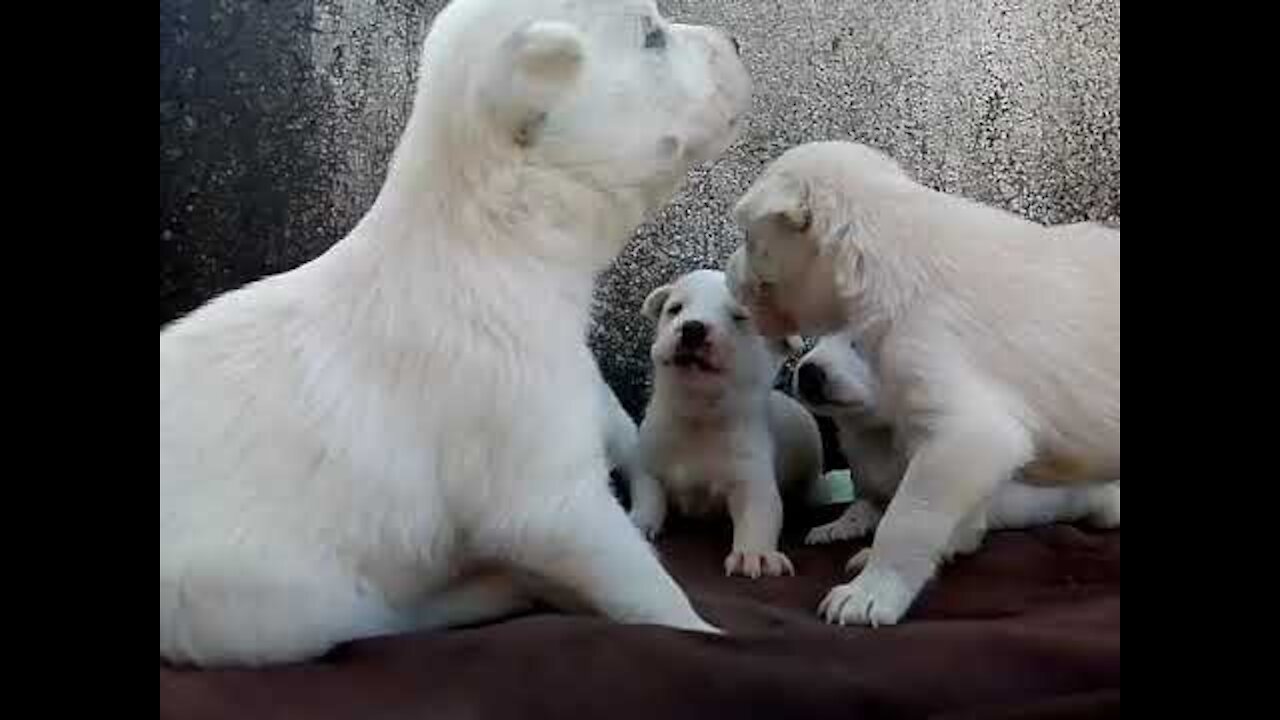 Cute puppies :3