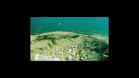 fishing for bedded smallmouth