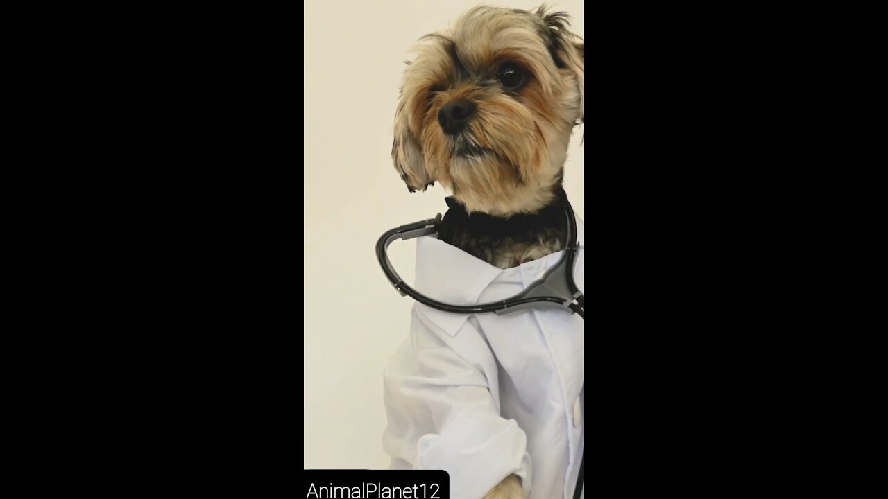 Hello doctor"how are you_ funny dog _ AnimalPlanet12 _ (720P_HD).MP4